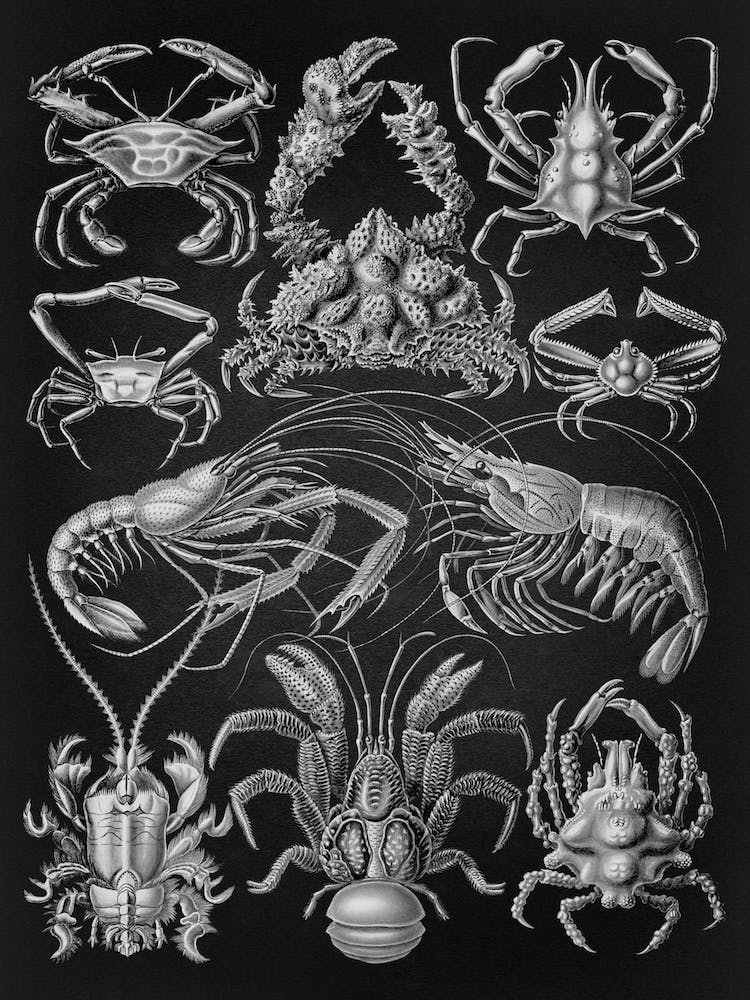Vintage Haeckel 9 Tafel 86 Zehnfusskrebse