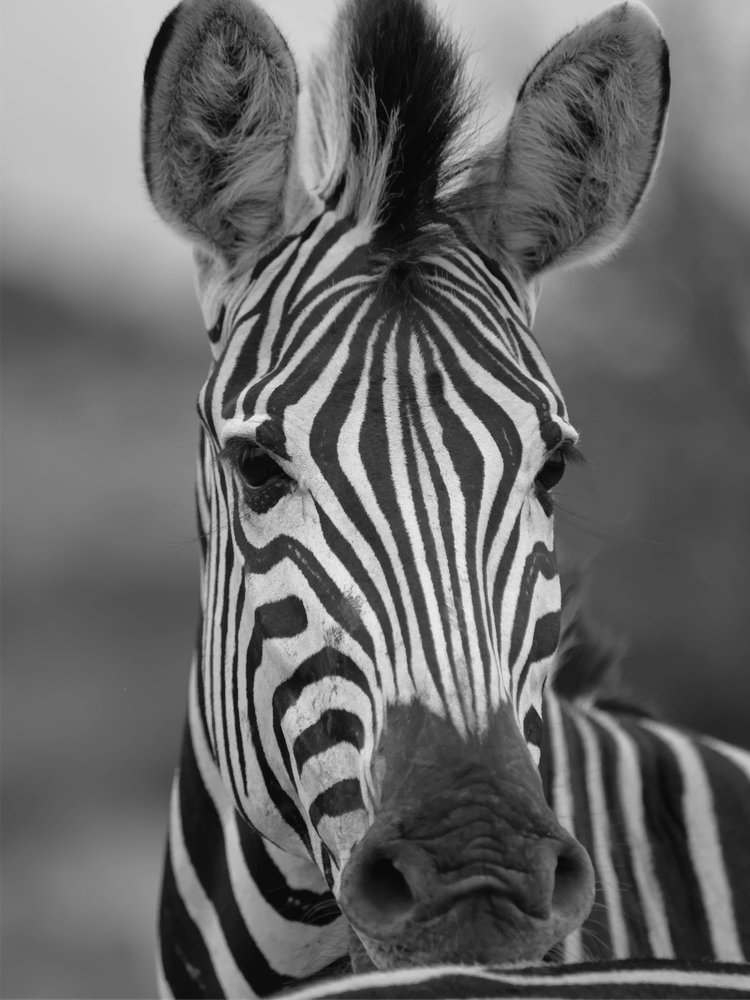 Black & White Zebra Portrait
