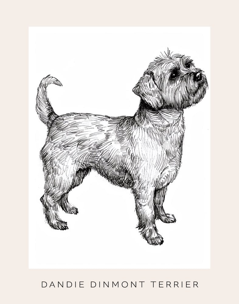 Dandie Dinmont Terrier Dog Line Sketch 1 Poster