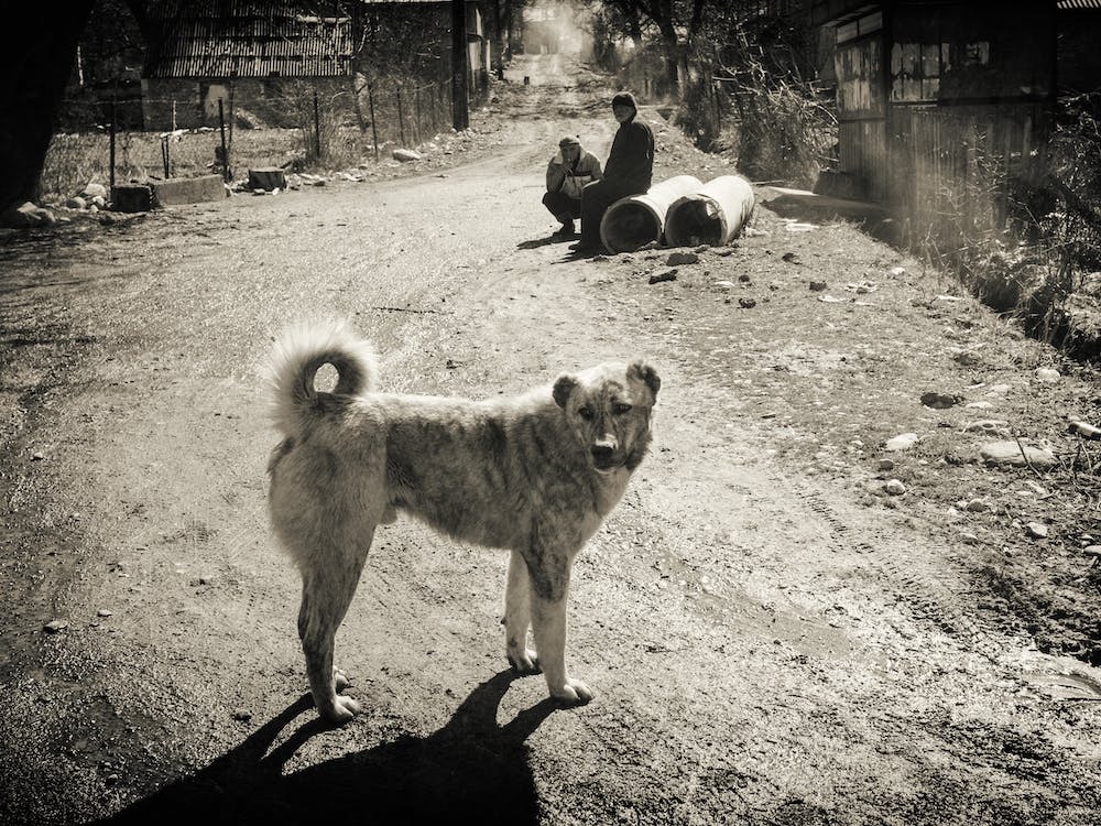 Man'S Best Friend