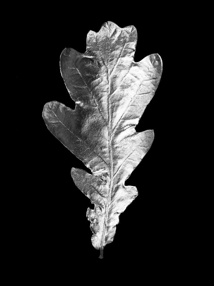 Silver Oak Leaf