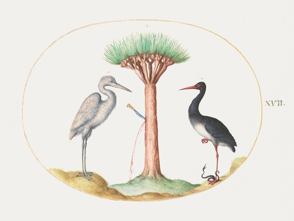 White Heron And Black Stork Killing A Snake With A Dragon S Blood Tree (1575–1580), Joris Hoefnagel
