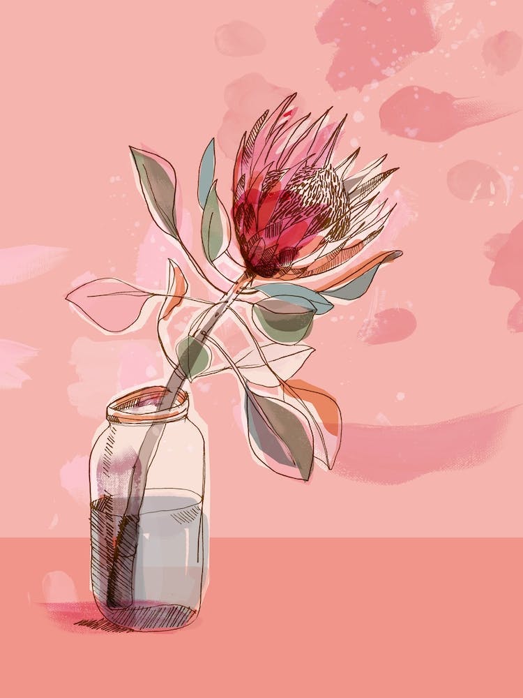 My Favourite King Protea