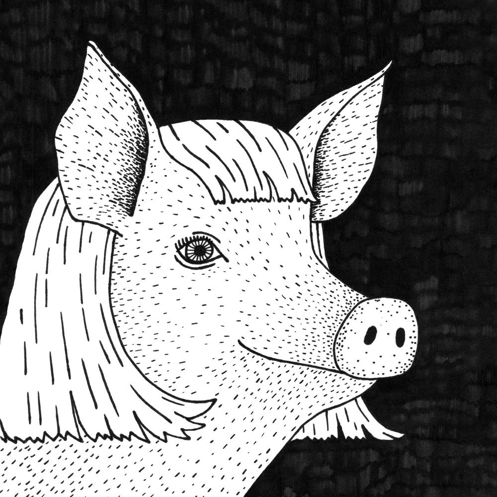 Pig In A Wig Square