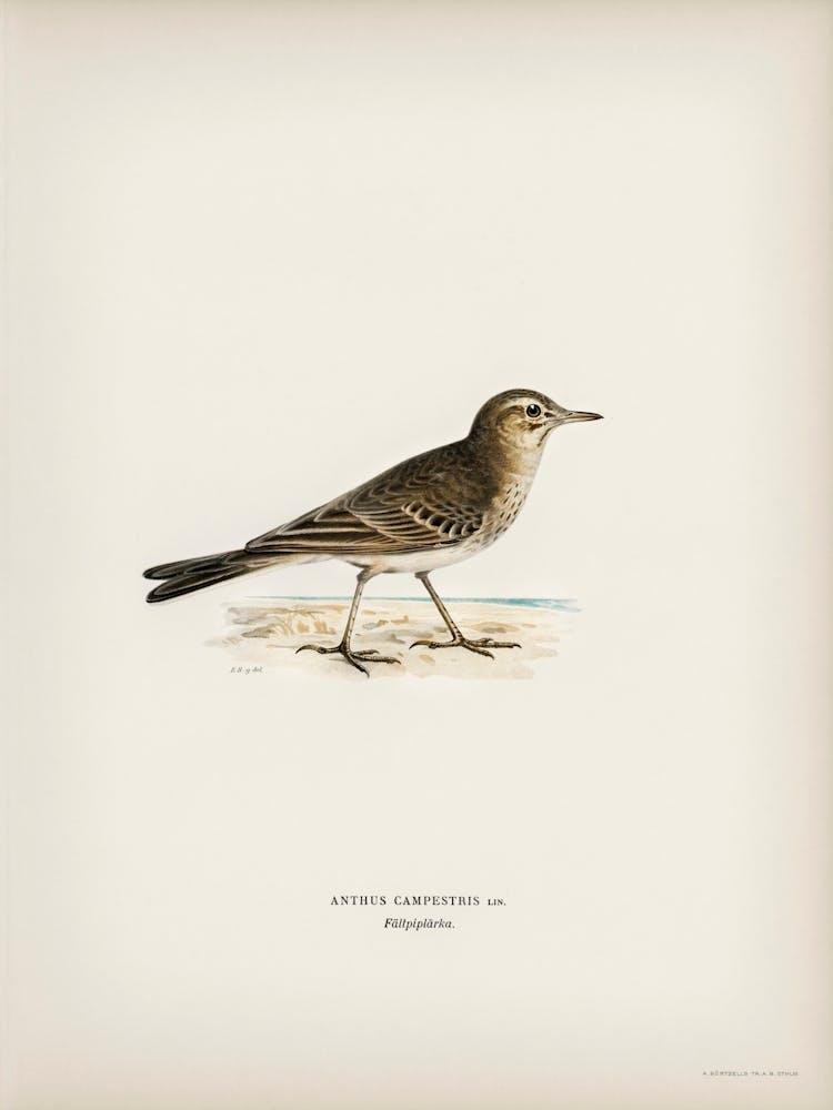 Tawny Pipit, The Von Wright Brothers