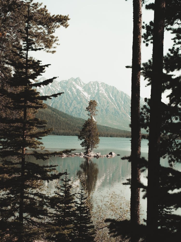Arbre sur une île lacustre