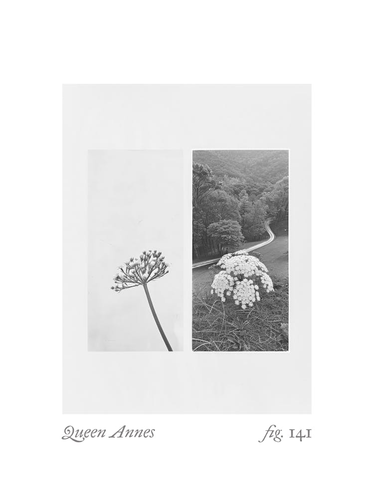 Queen Annes Botanical Collage 3