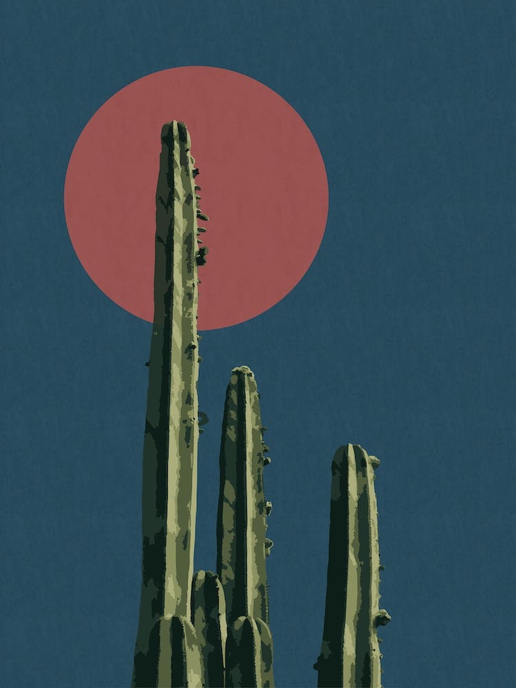 Kaktus und Sonne