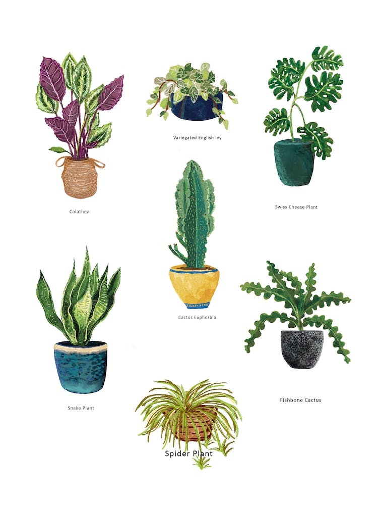 Potted Plants