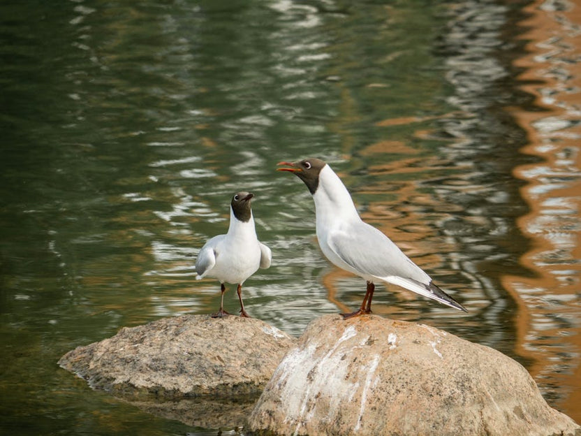 Two Seagulls