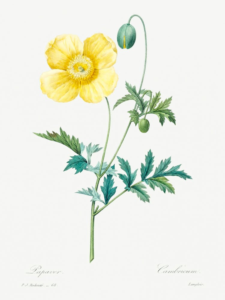 Welsh Poppy, Pierre Joseph Redoute