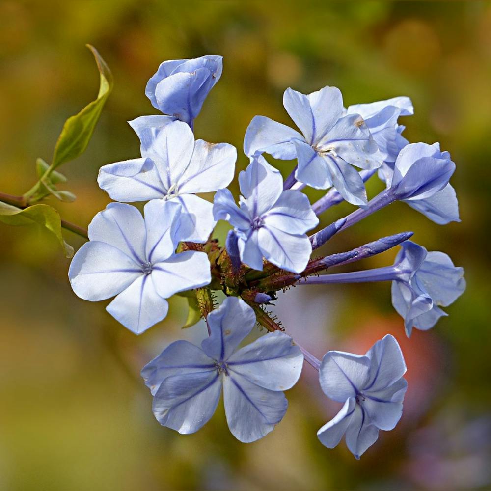 Blue Flowers