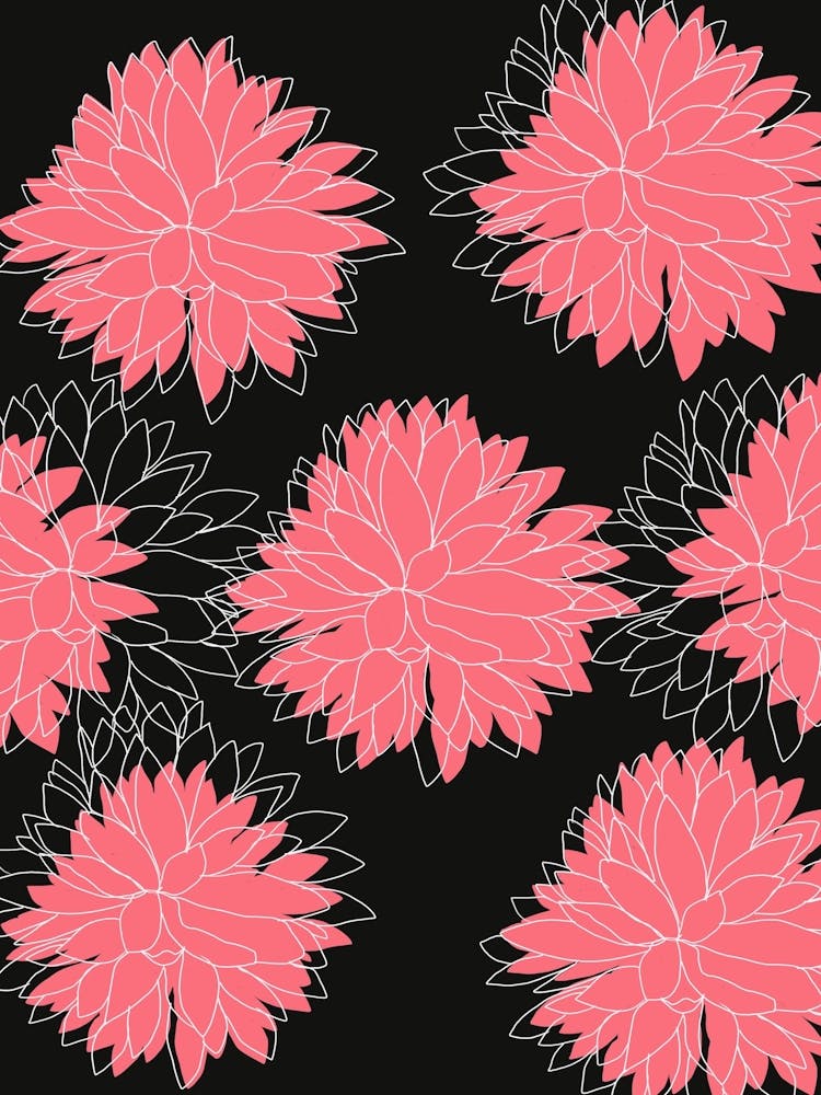 Dahlias