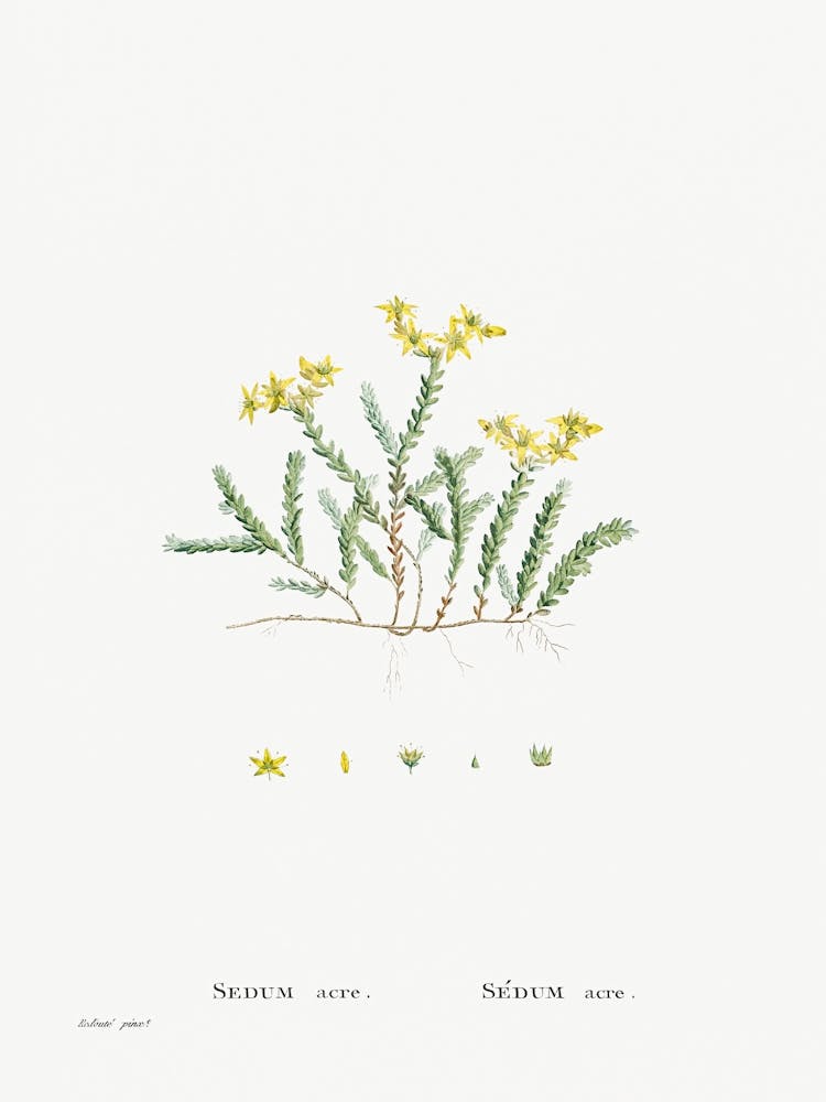 Sedum Acre, Pierre Joseph Redoute