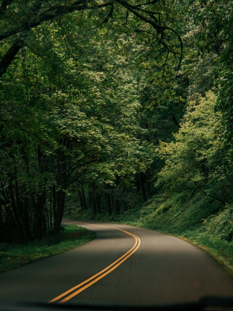 Forest Drive II