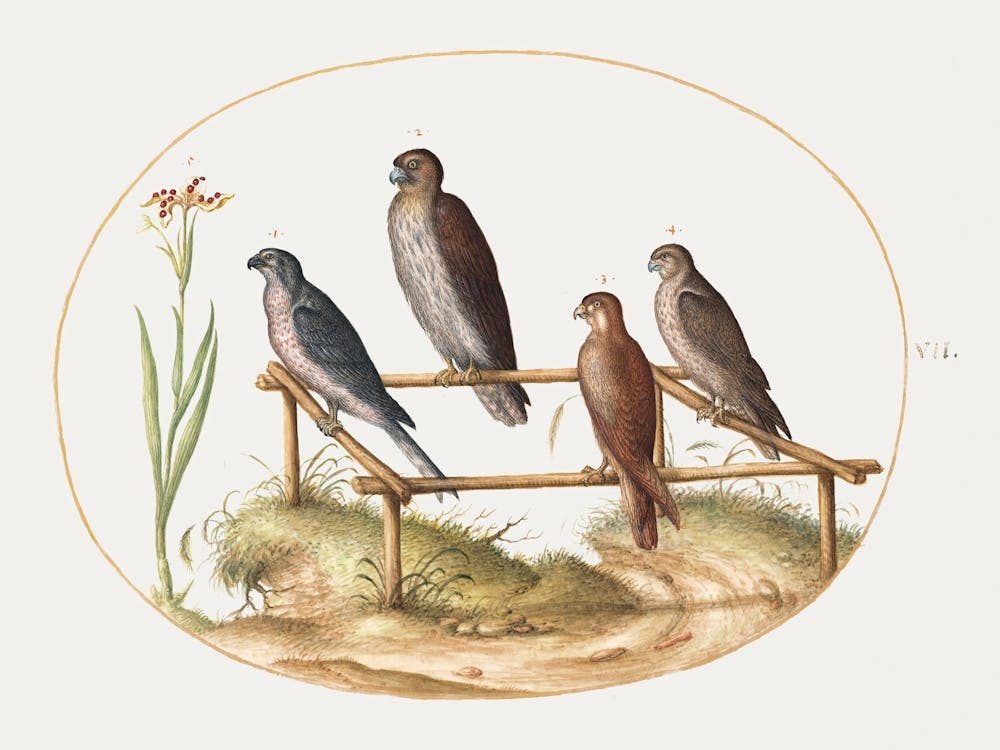 Four Birds Of Prey On A Wooden Frame (1575–1580), Joris Hoefnagel