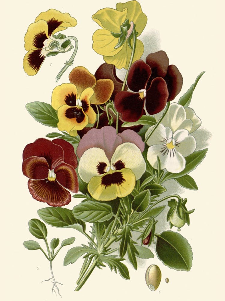 Pansies 2
