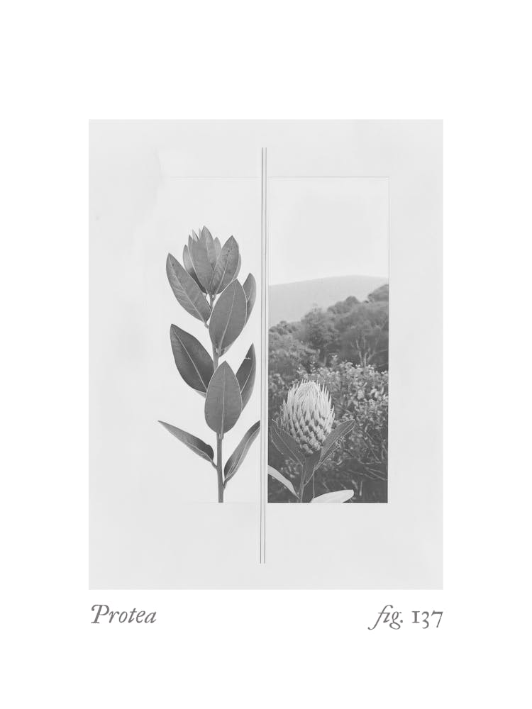 Protea Botanical Collage 3