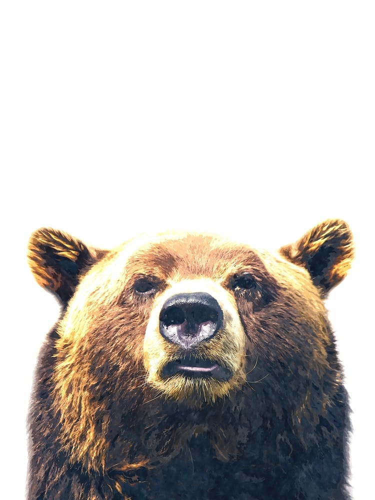 Bärenfarbe