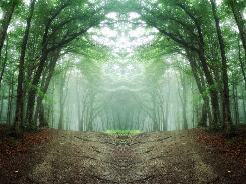 Forest Path