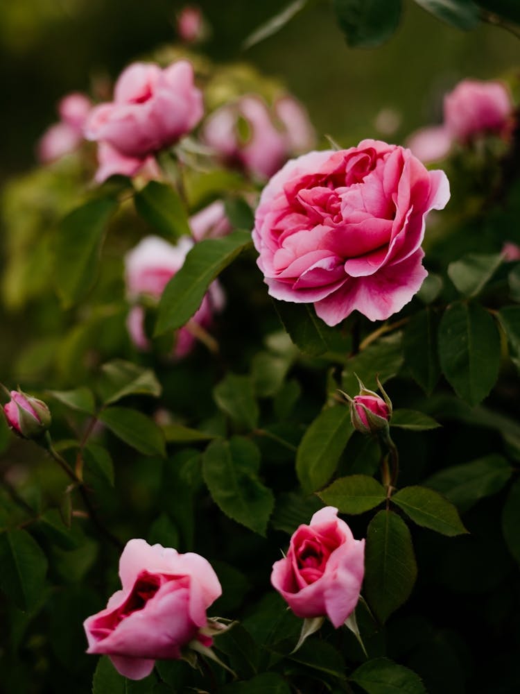 Beautiful pink roses blooming in the spring, Netherlands 3