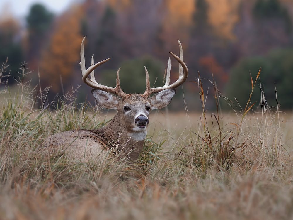 Whitetail Deer