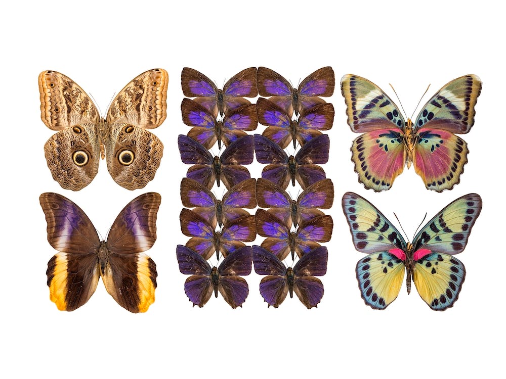 Collection Of Purple Butterflies
