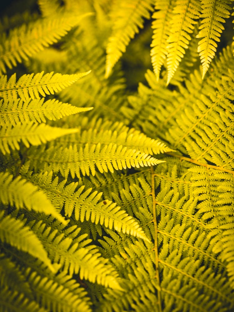Fern Leaves 1