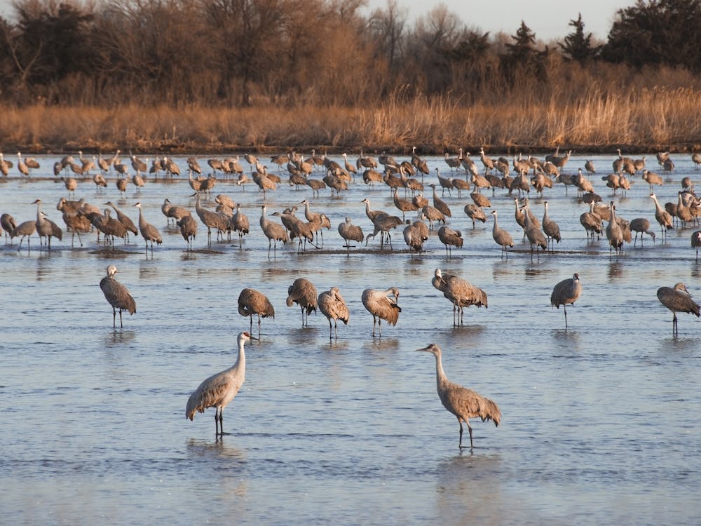 Sandhill Crane Colony