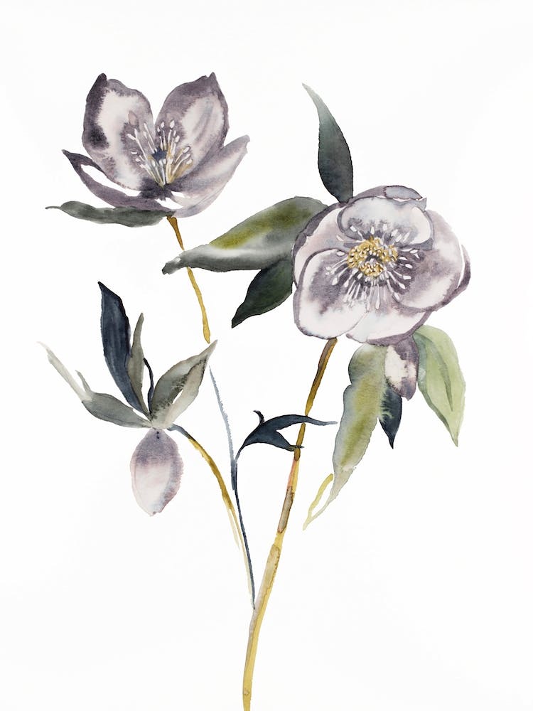 Hellebore 19