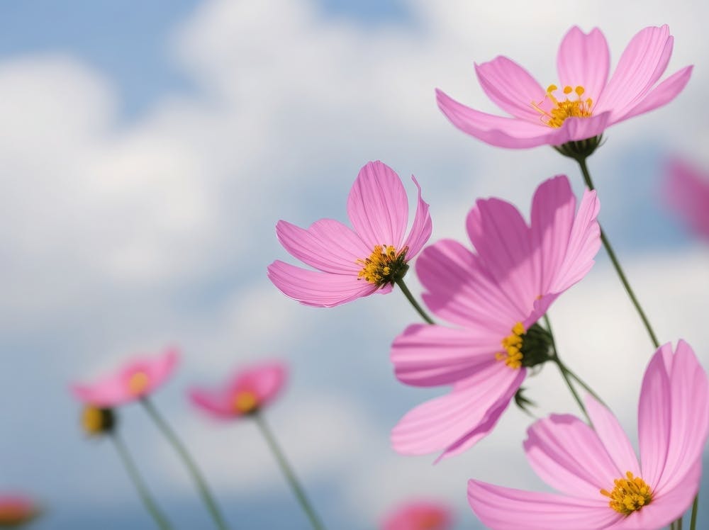 Pink Cosmos Flowers