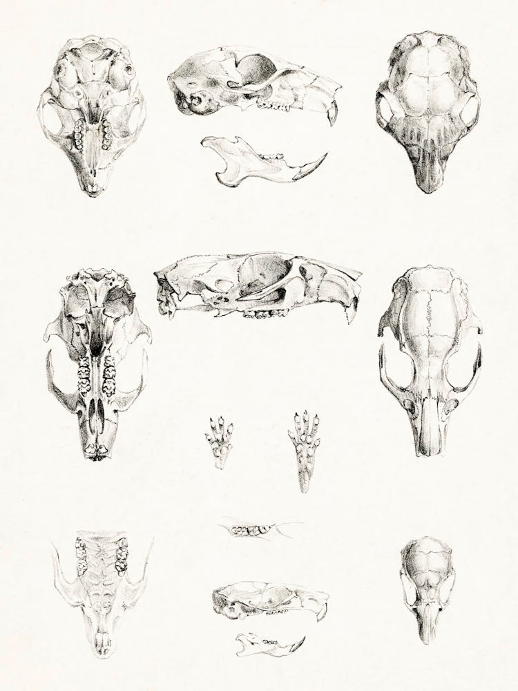 Rodent Skulls, Theo Van Hoytema