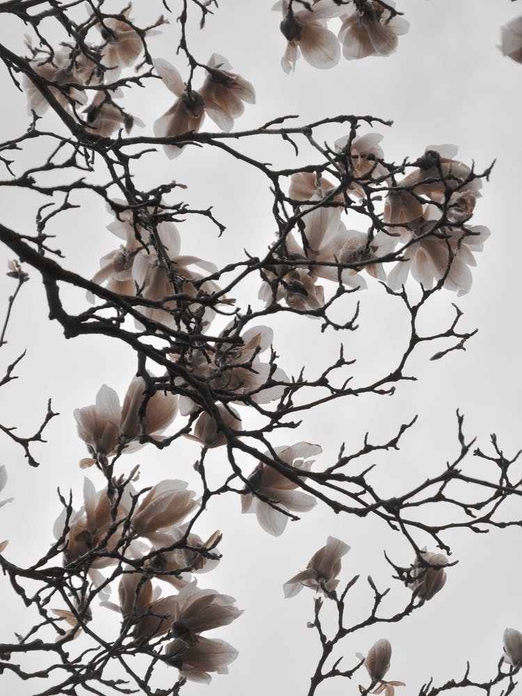 Beige Sand Magnolia Dream