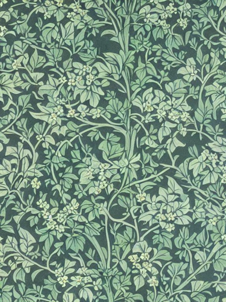 Loganberry 3 Vintage Botanical Fruit