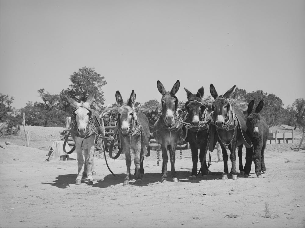 Untitled Photo, Possibly Related To Burros And Colt Which Are Used For Farm Work On The Homestead Farm Of Mr