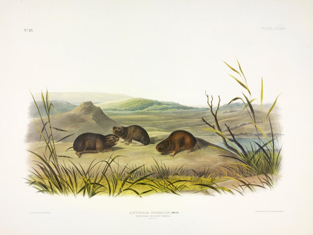 Northern Meadow Mouse, John James Audubon