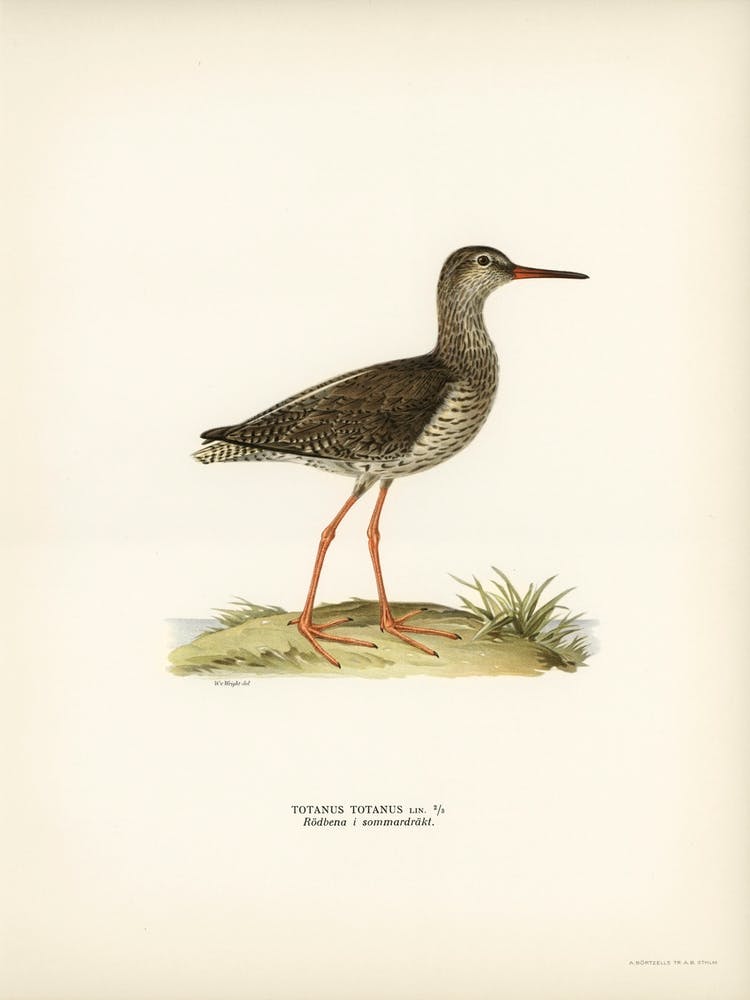 Common Redshank, The Von Wright Brothers 1
