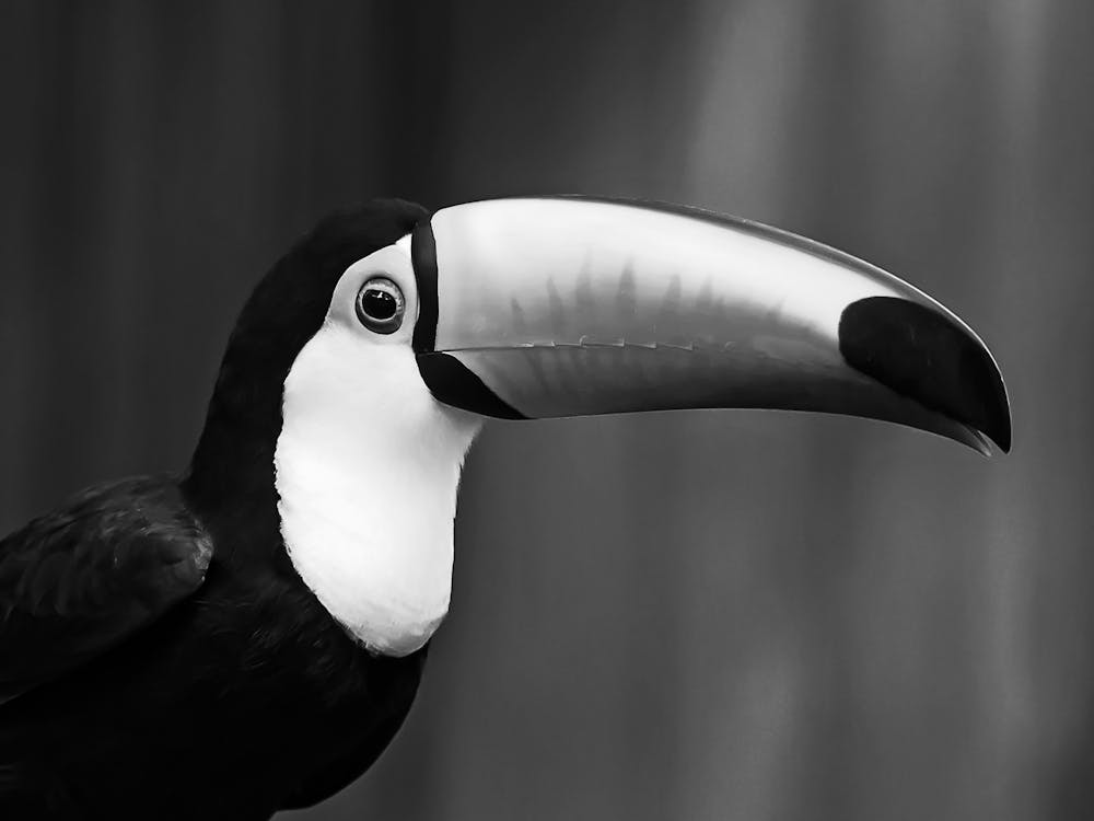 Toucan