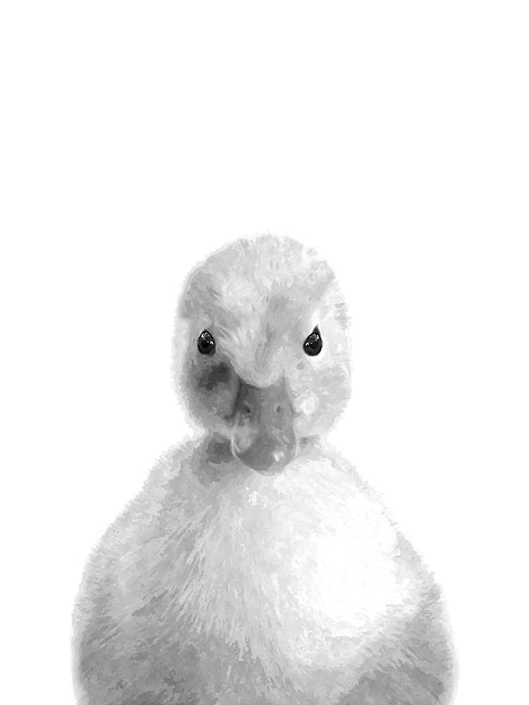 Schwarz-weiß Entenküken Illustration