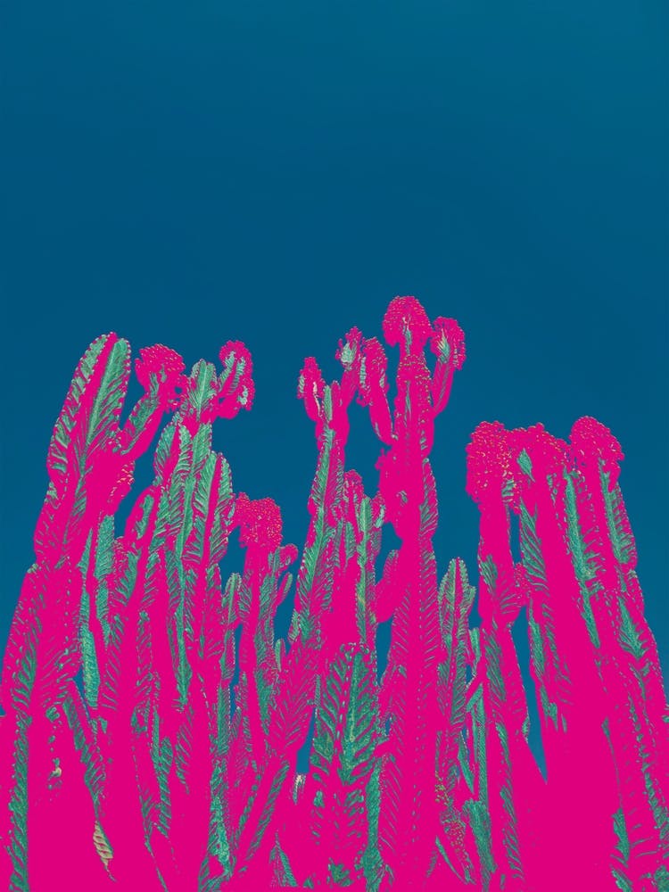 Moody Modern Bold Cactus