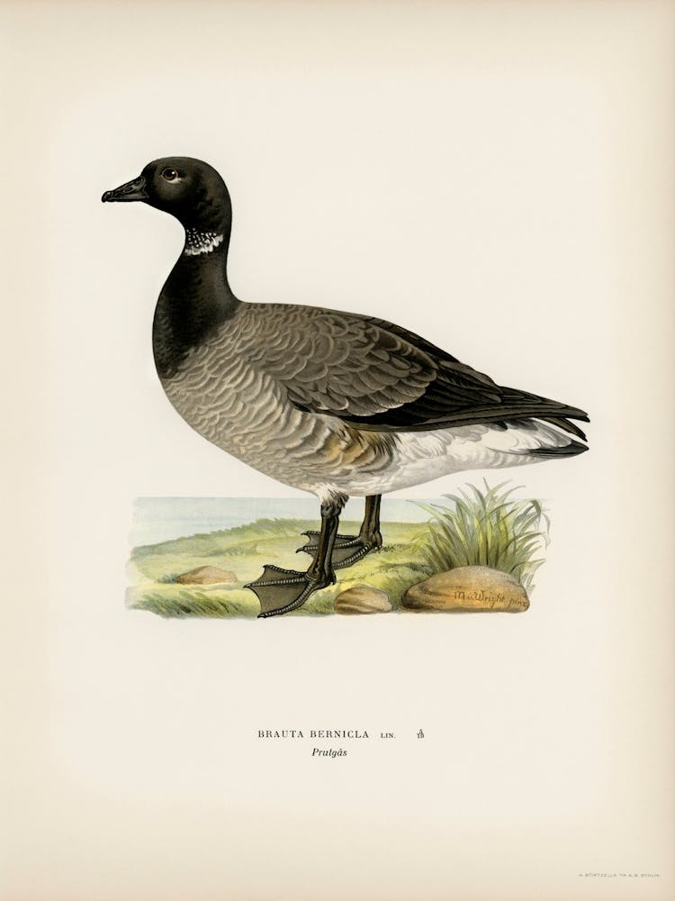 Brant Goose, The Von Wright Brothers