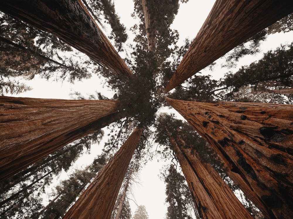Wilderness Tree Tops