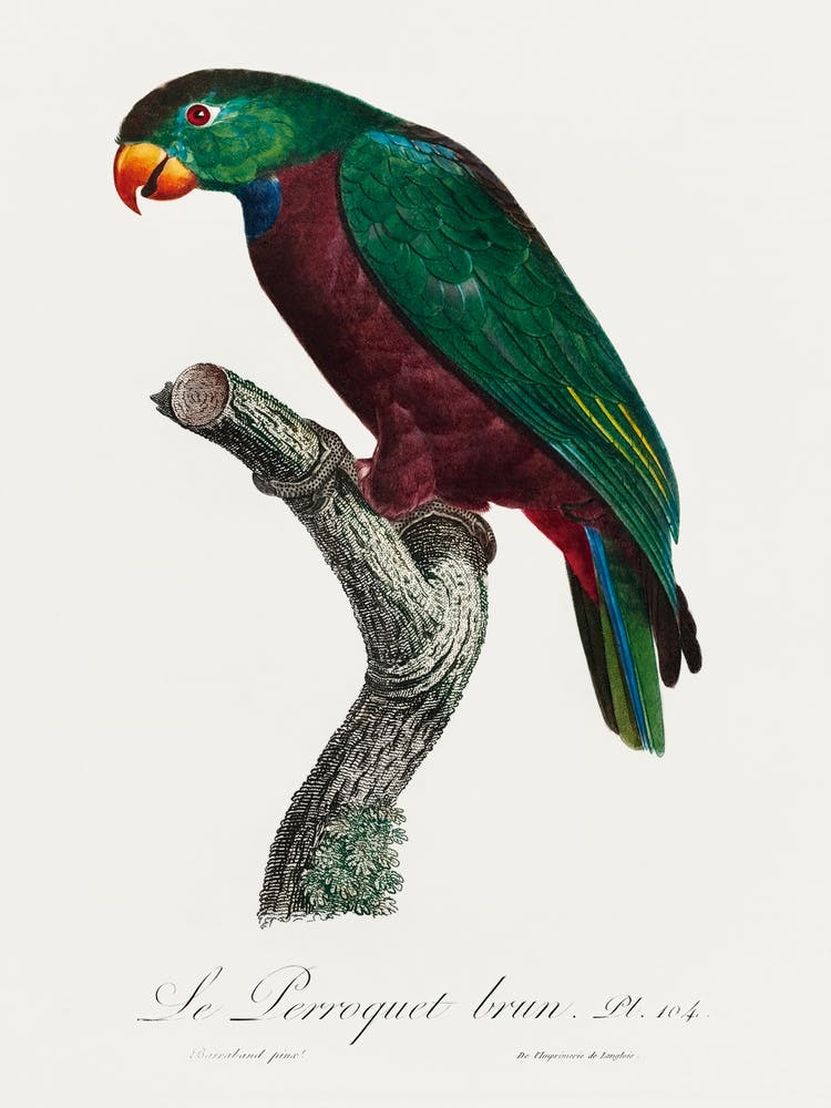 The Red Billed Parrot From Natural History Of Parrots, Francois Levaillant