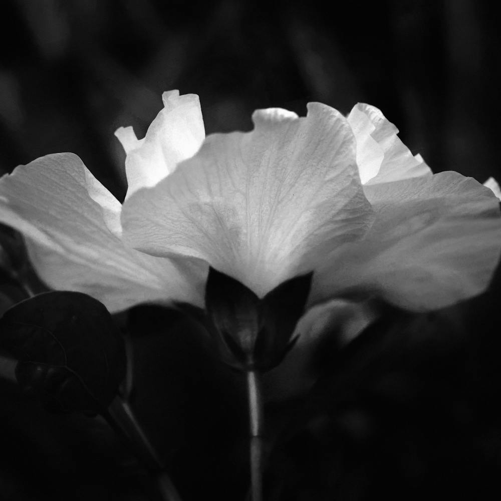 Art nature de fleur noire et blanche 7