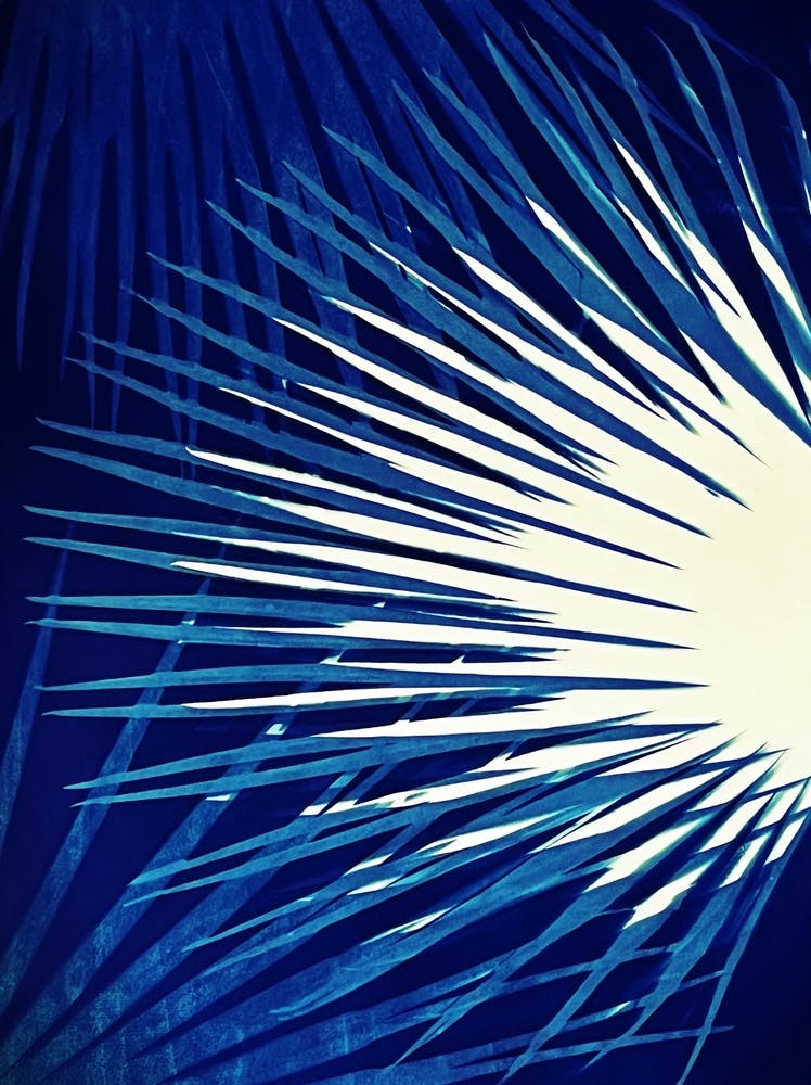 Electric blue cyanotype palm leaves 1