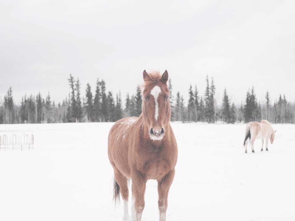 Horse In Field