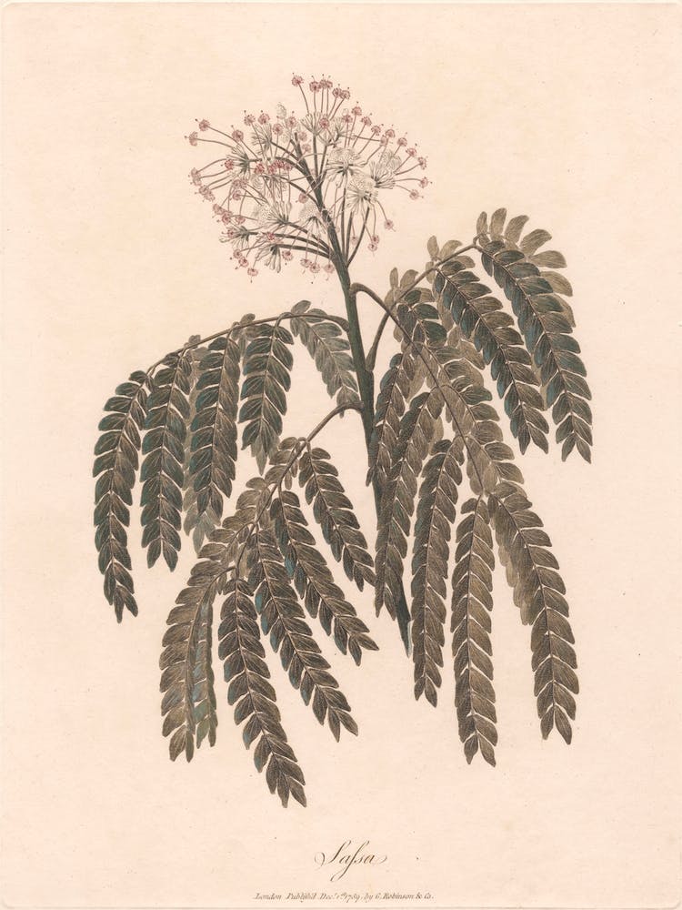 Sassa (1789), James Heath