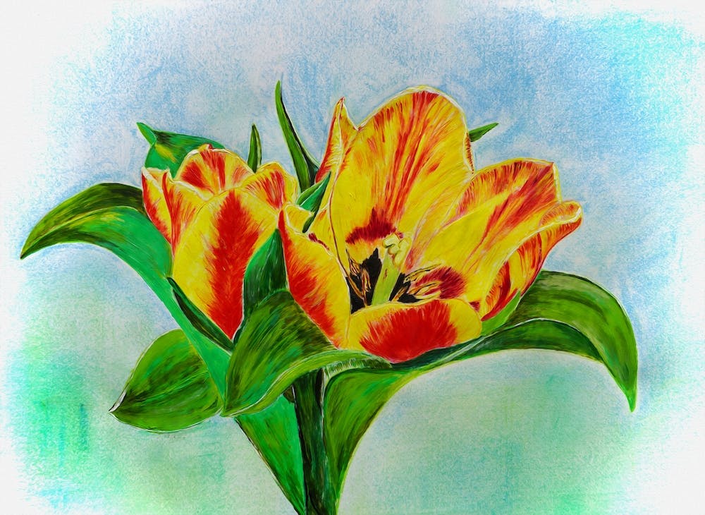 Tulpen Neu