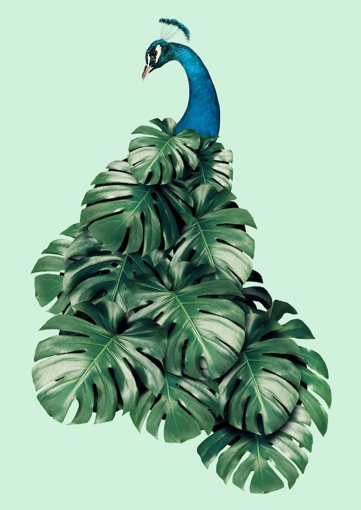 Monstera Bird
