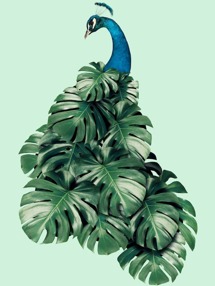 Monstera Bird